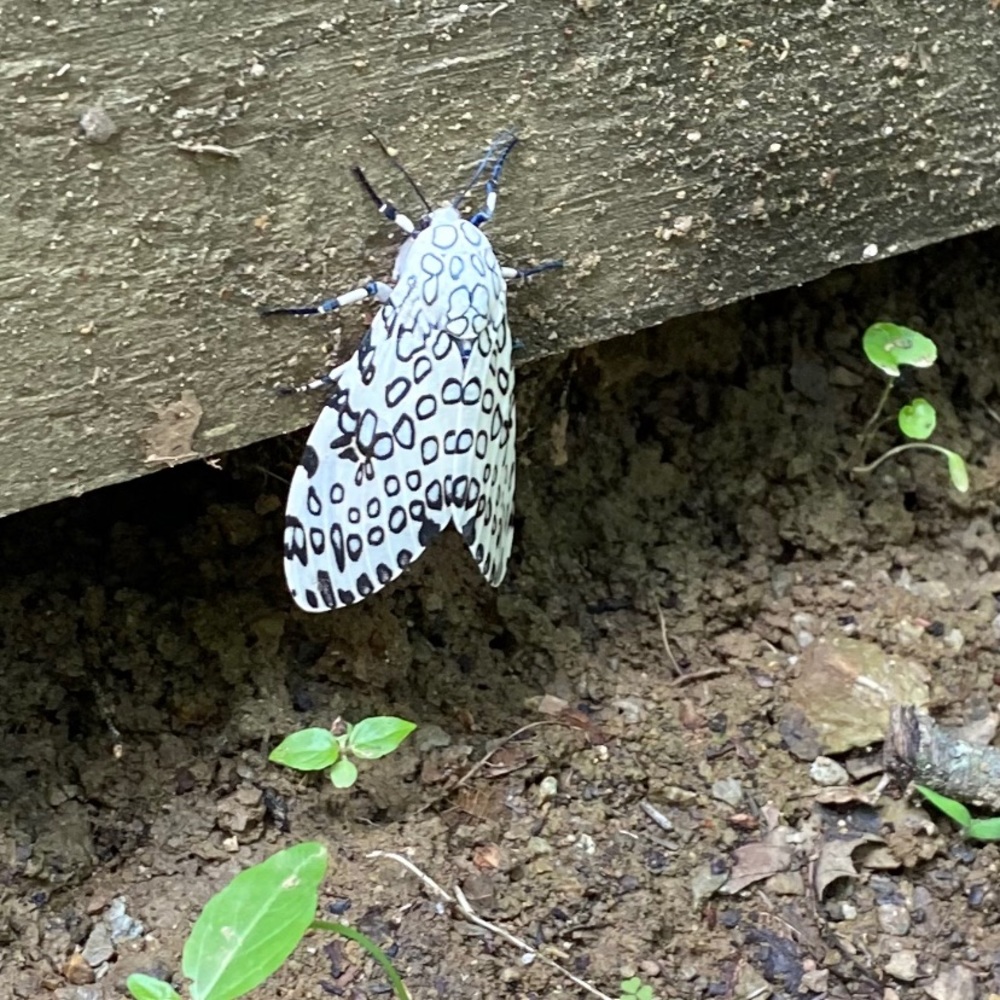 Nature is awesome